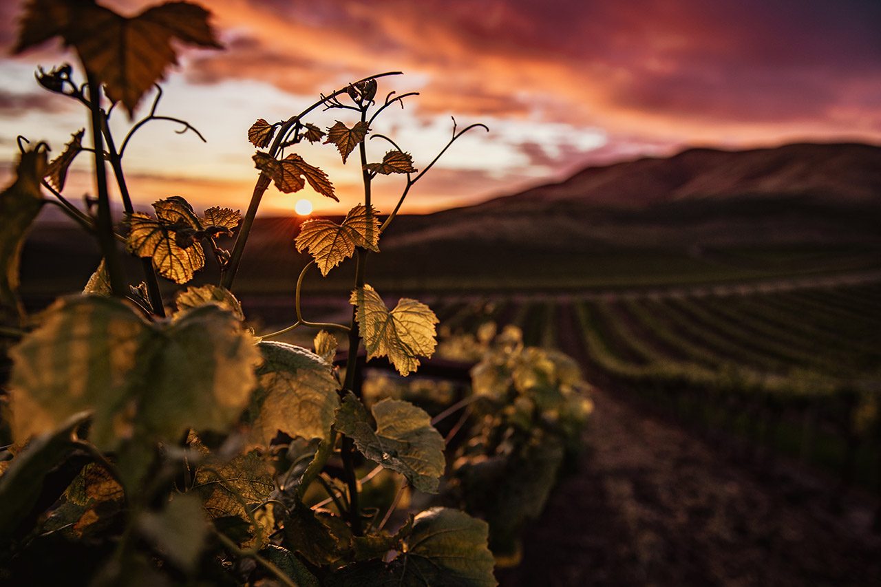 Sustainable small farm vineyard